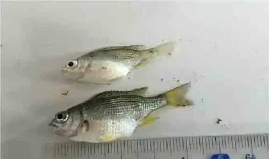 黄鳍鲷苗吃料太猛导致消化不良“饱死”的处理方法