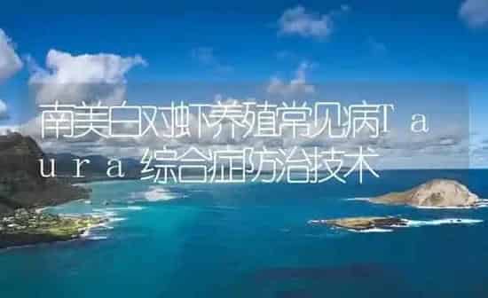 南美白对虾养殖常见病Taura综合症防治技术 | 海水养殖