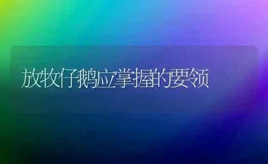 放牧仔鹅应掌握的要领 | 家禽养殖