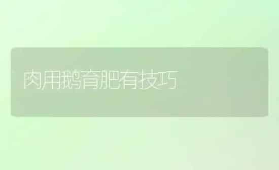 肉用鹅育肥有技巧 | 家禽养殖