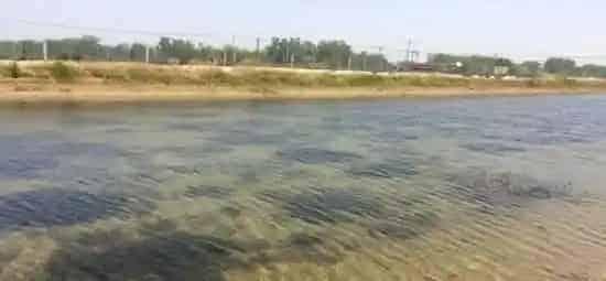 养水是河蟹养殖过程中一场漫长而艰难的战役
