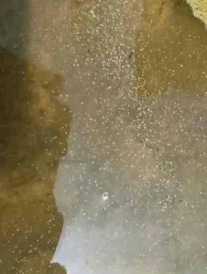 黄鳍鲷苗吃料太猛导致消化不良“饱死”的处理方法