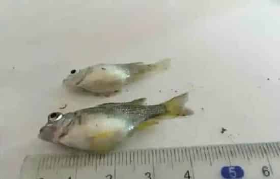 黄鳍鲷苗吃料太猛导致消化不良“饱死”的处理方法