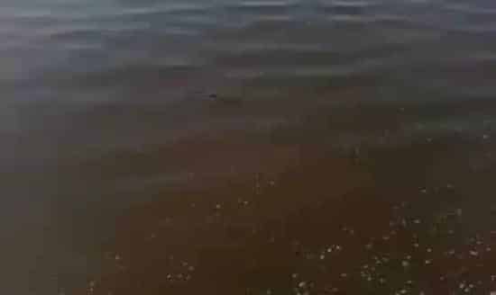遇水体发红、发黑、发浑等异常水质，盲目用药就错了！有效处理方法在此