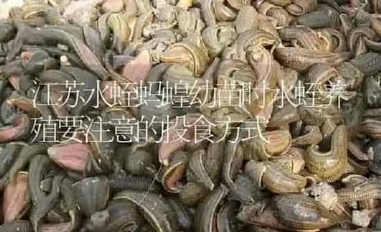 江苏水蛭蚂蝗幼苗时水蛭养殖要注意的投食方式 | 特种养殖