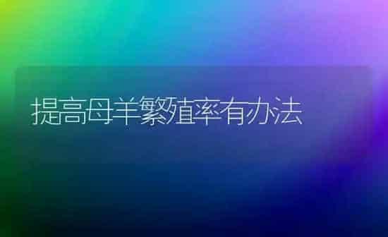 提高母羊繁殖率有办法 | 家畜养殖