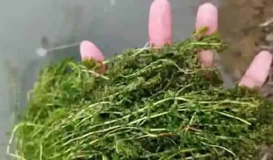 青苔药导致你蟹塘寸草不生，你却选择坐以待毙？