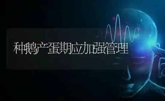 种鹅产蛋期应加强管理 | 家禽养殖
