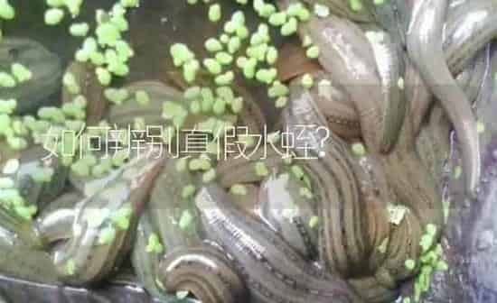 如何辨别真假水蛭? | 特种养殖
