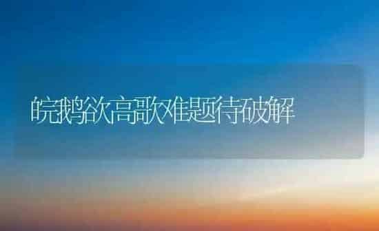 皖鹅欲高歌难题待破解 | 家禽养殖