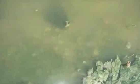 遇水体发红、发黑、发浑等异常水质，盲目用药就错了！有效处理方法在此