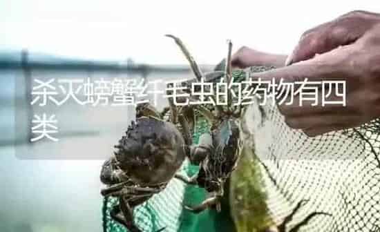杀灭螃蟹纤毛虫的药物有四类 | 养殖病虫害防治