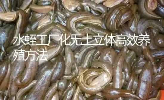水蛭工厂化无土立体高效养殖方法 | 特种养殖