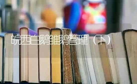 皖西白鹅雏鹅管理（下） | 家禽养殖