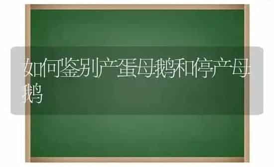 如何鉴别产蛋母鹅和停产母鹅 | 家禽养殖