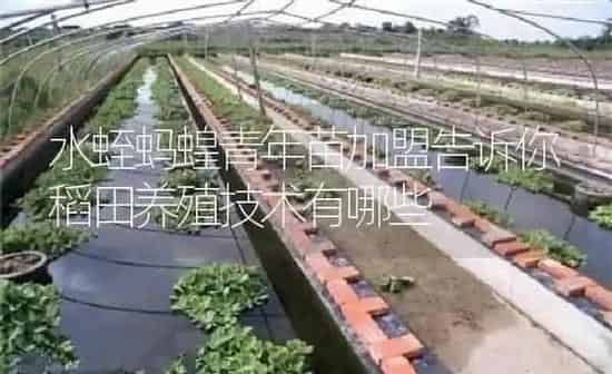 水蛭蚂蝗青年苗加盟告诉你稻田养殖技术有哪些 | 特种养殖