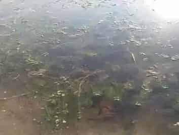 河蟹后期养殖管理注意事项
