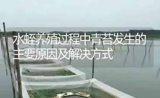 水蛭养殖过程中青苔发生的主要原因及解决方式 | 特种养殖
