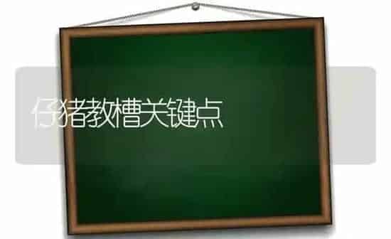 仔猪教槽关键点 | 家畜养殖