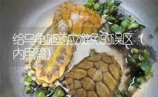 给乌龟施药应避免的误区（内用篇） | 养殖病虫害防治
