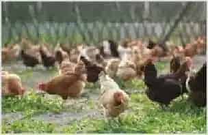 肉鸡苗产量下降 价格行情普遍小涨 | 农业养殖科普