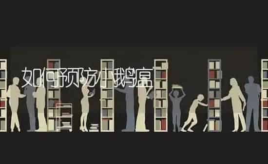 如何预防小鹅瘟 | 家禽养殖
