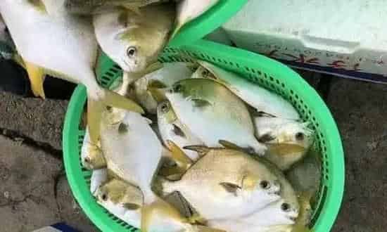 守得云开见月明，北部湾金鲳养殖迎来好收成！
