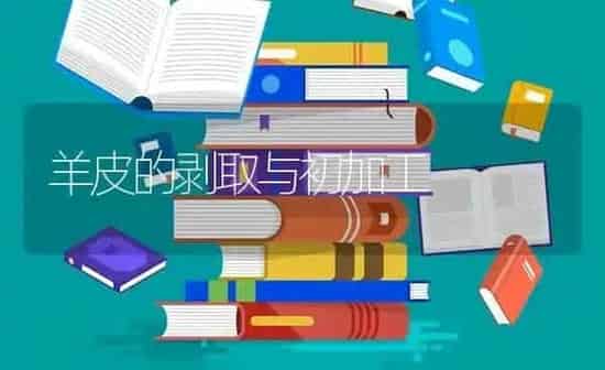 羊皮的剥取与初加工 | 家畜养殖