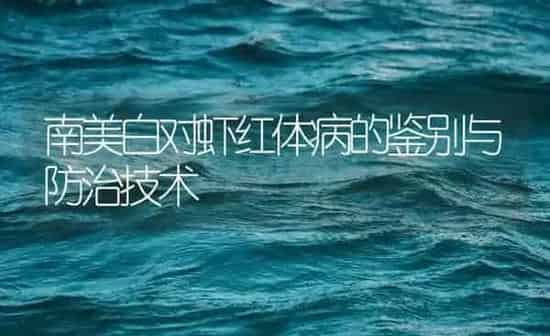 南美白对虾红体病的鉴别与防治技术 | 海水养殖
