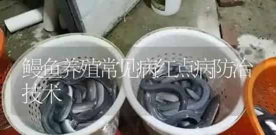 鳗鱼养殖常见病红点病防治技术 | 淡水养殖