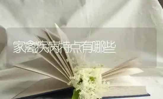 家禽疾病特点有哪些 | 家禽养殖
