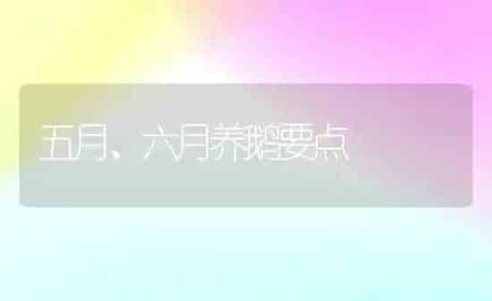 五月、六月养鹅要点 | 家禽养殖