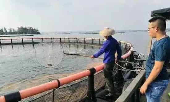 守得云开见月明，北部湾金鲳养殖迎来好收成！