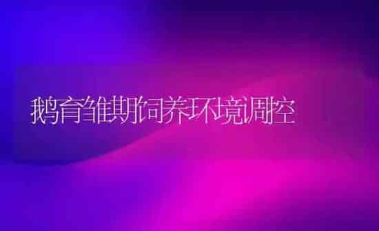 鹅育雏期饲养环境调控 | 家禽养殖