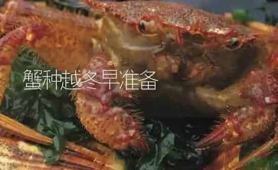 蟹种越冬早准备 | 淡水养殖