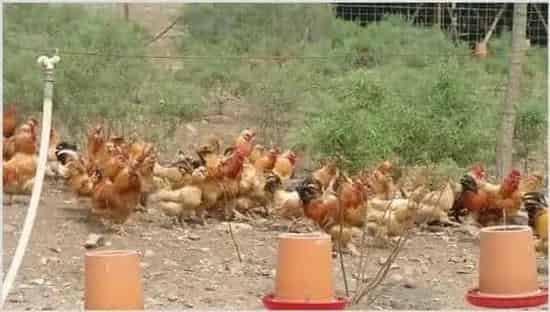 肉鸡养殖的优势 | 农业养殖技术