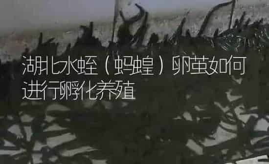 湖北水蛭（蚂蝗）卵茧如何进行孵化养殖 | 特种养殖