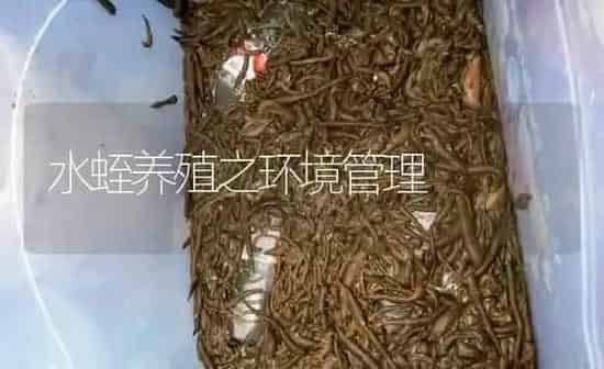 水蛭养殖之环境管理 | 特种养殖