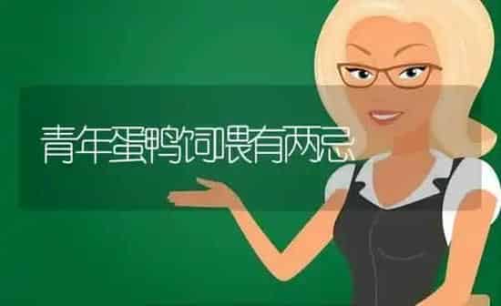 青年蛋鸭饲喂有两忌 | 家禽养殖
