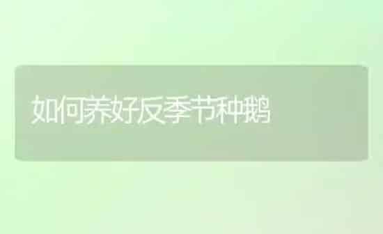 如何养好反季节种鹅 | 家禽养殖