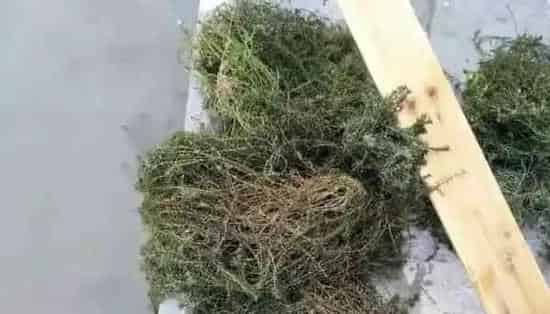 河蟹该如何顺利度过高温？溶氧是关键，保草是根本，调水是保障，体质是重点！