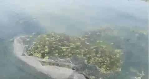 今年海参圈里的草为何如此疯狂那么难杀？