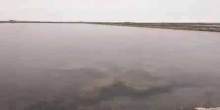 今年海参圈里的草为何如此疯狂那么难杀？