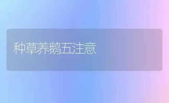 种草养鹅五注意 | 家禽养殖