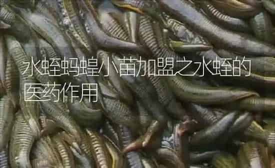 水蛭蚂蝗小苗加盟之水蛭的医药作用 | 养殖病虫害防治