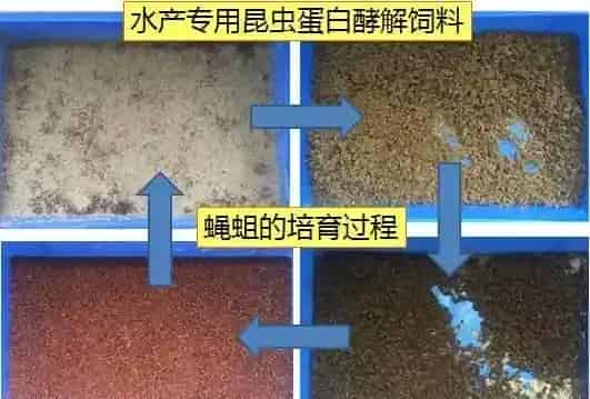 冬棚养殖南美白对虾需要加强这几点，你知道吗？