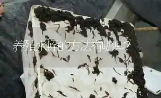 养殖水蛭的方法有哪些？ | 特种养殖
