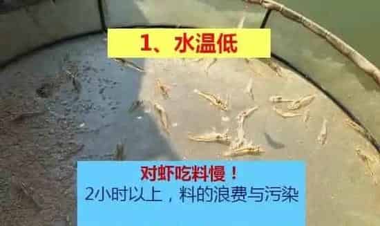 冬棚养殖南美白对虾需要加强这几点，你知道吗？