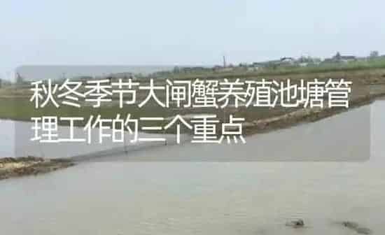 秋冬季节大闸蟹养殖池塘管理工作的三个重点 | 淡水养殖