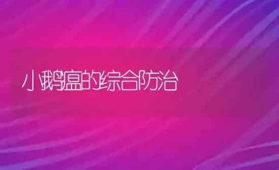 小鹅瘟的综合防治 | 家禽养殖